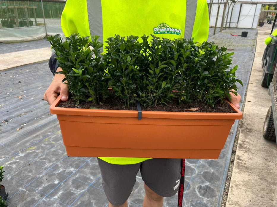 Euonymus Jap. Green Spire Patio Box 45cm Long 35cm Tall Including Trough