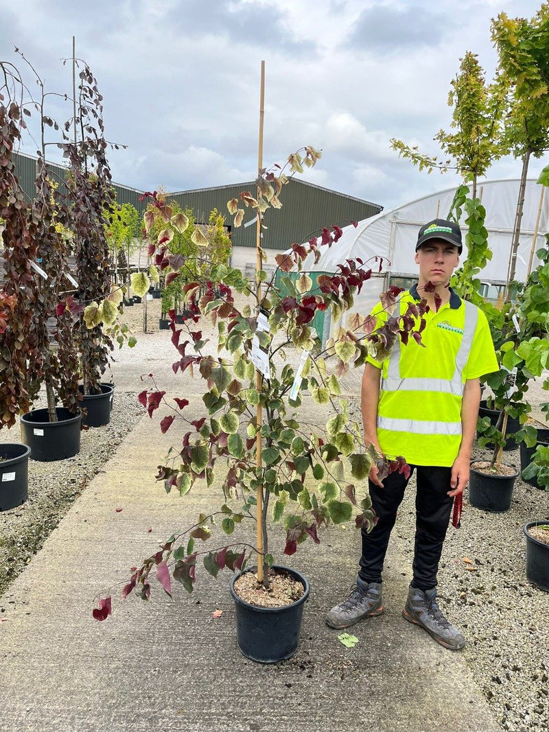 Cercis canadensis Carolina Sweetheart 15 Litre Pot