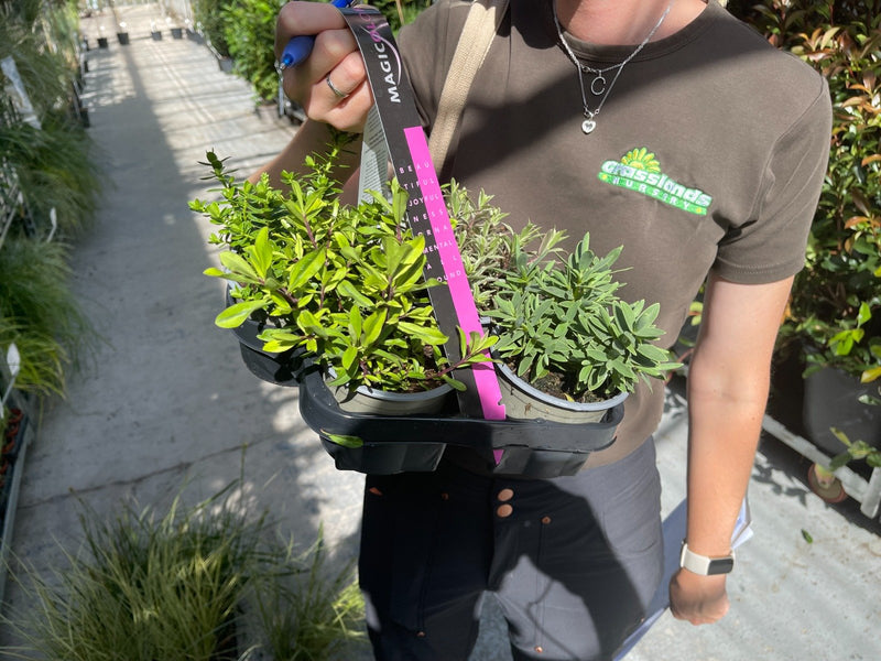 Hebe Shrub Mix 6 Pack Tray