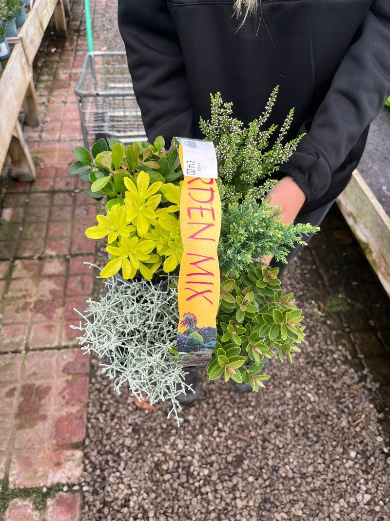Hardy Shrub Mix 6 Plants 9 cm Pots