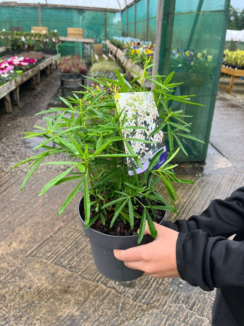 Choisya ternata Aztec Pearl 2 Litre Pot