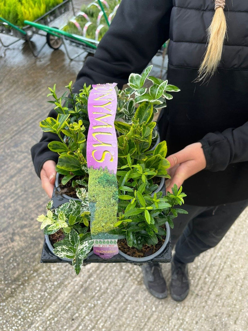 Euonymus Mixed 9cm Pot x 6 Pack