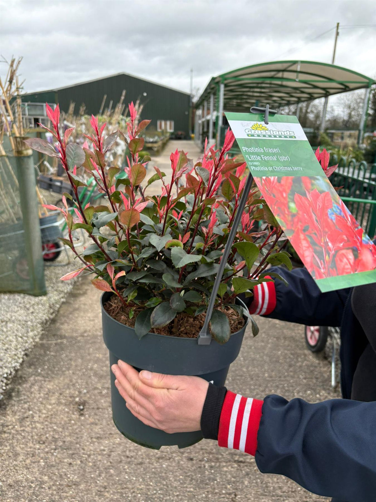 Photinia Little Fenna 6 Litre Pot