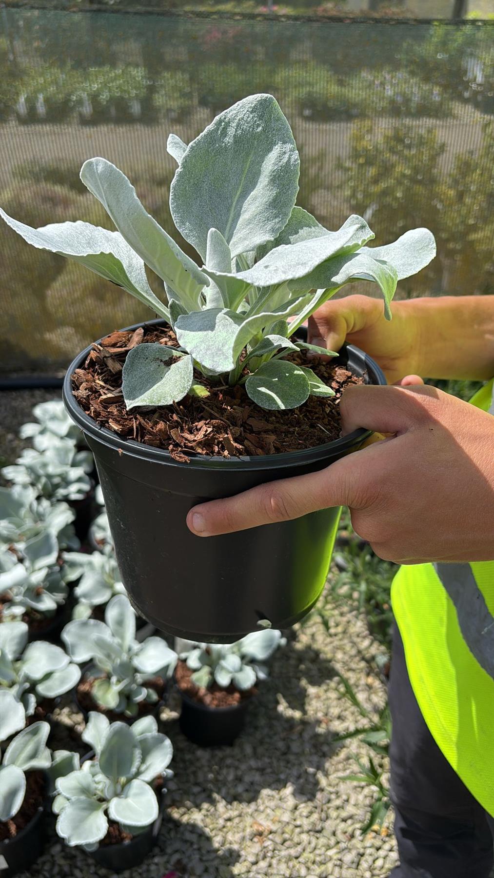Senecio Angels Wings 3 Litre
