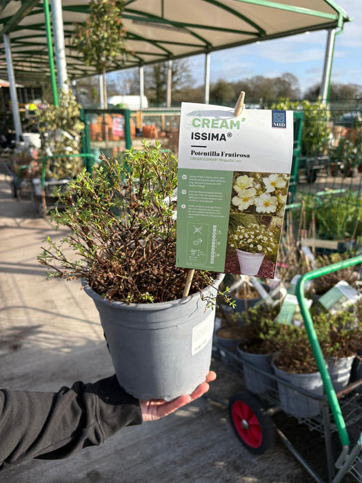 Potentilla fruticosa Creamissima 4.5 Litre Pot