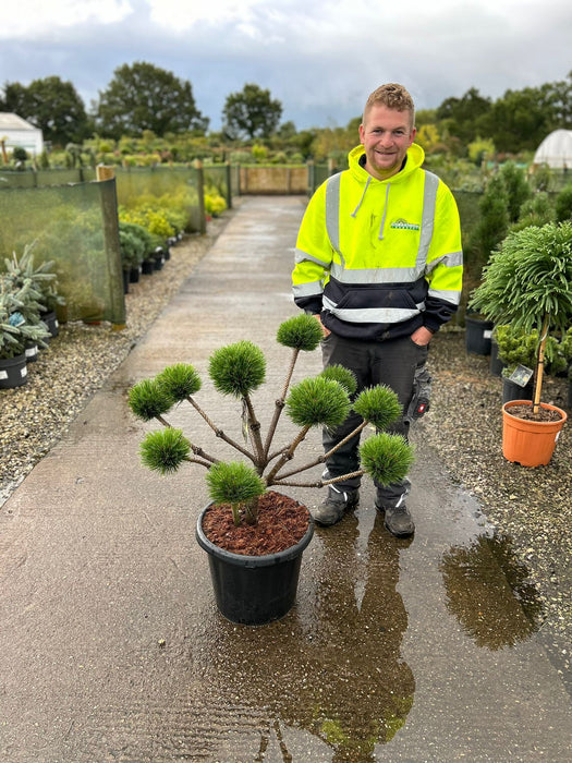 Pinus Nigra Brepo Bonsai 25 Litre Pot
