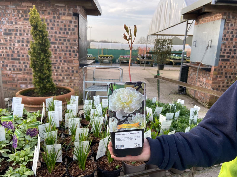 Paeonia Festiva Maxima 3 Litre Pot