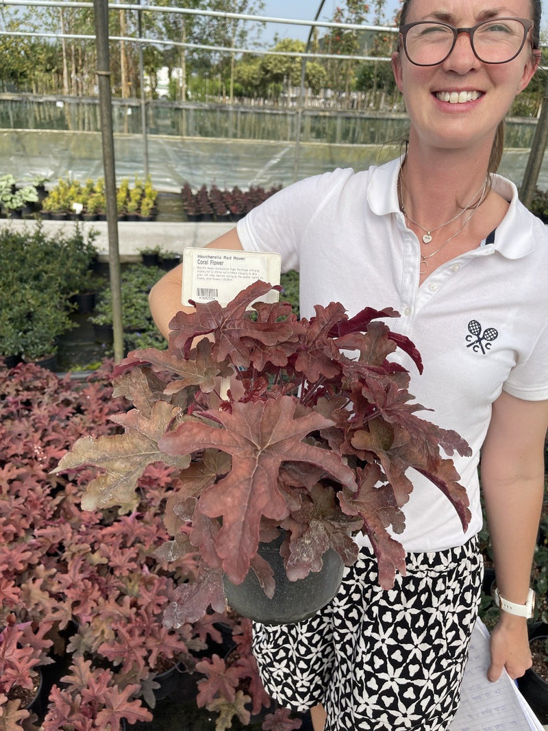 Heucherella Red Rover 3 Litre Pot