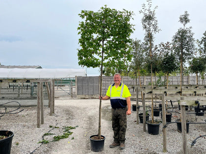 Liquidambar Worplesdon Pleached 180 Stem Frame 150cm High x 120cm Wide