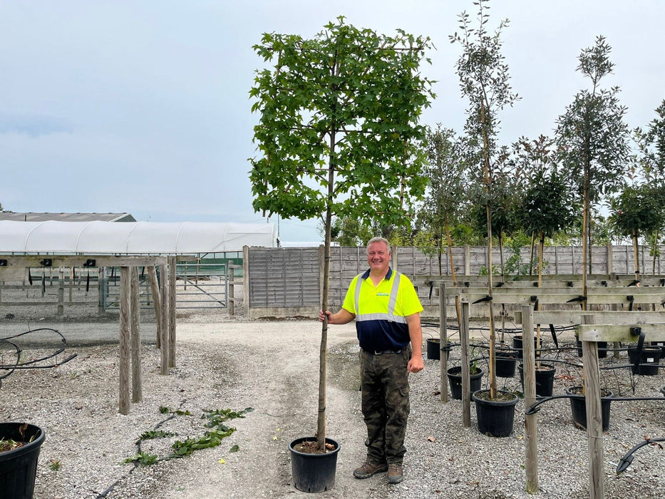Liquidambar Worplesdon Pleached 180 Stem Frame 150cm High x 120cm Wide