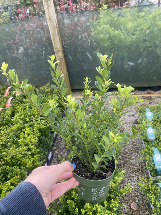 Ilex Crenata Hedging Jenny 10cm Pot