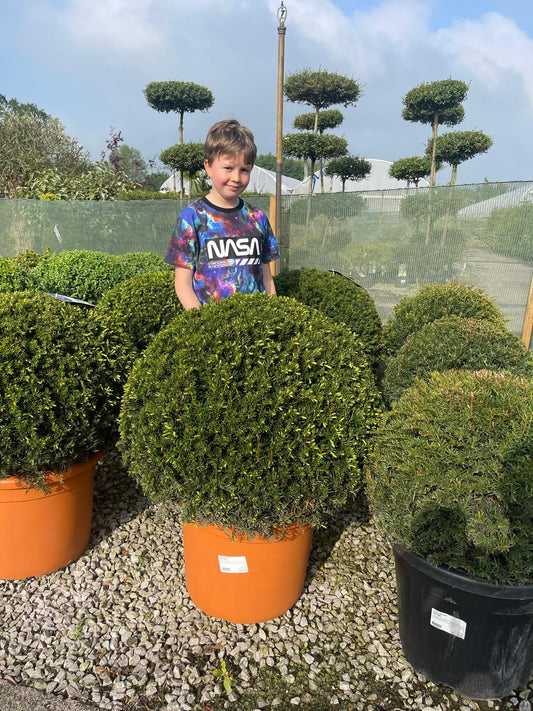 Yew Or Taxus Baccata Ball 60-65cm