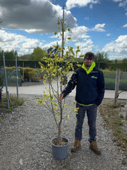 Liriodendron tulipifera Aureomarginatum 15 Litre Pot