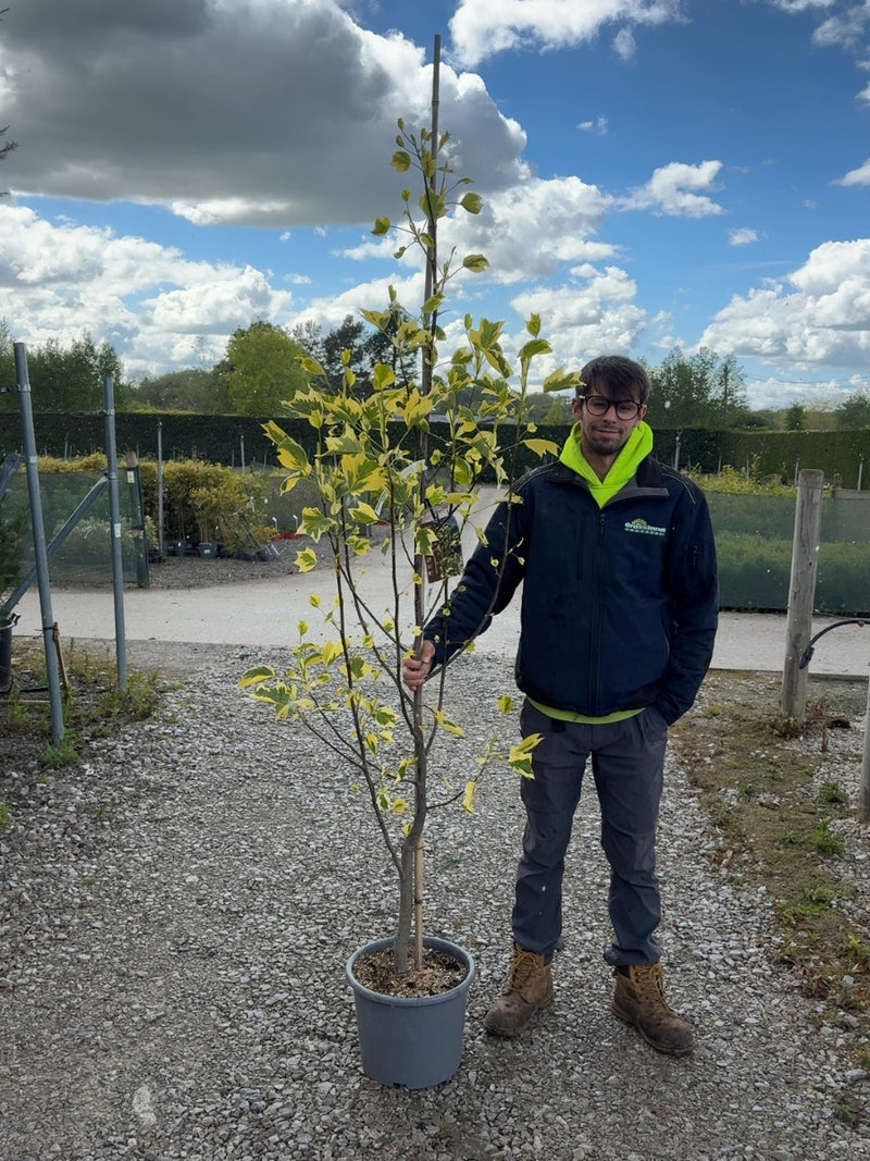 Liriodendron tulipifera Aureomarginatum 15 Litre Pot