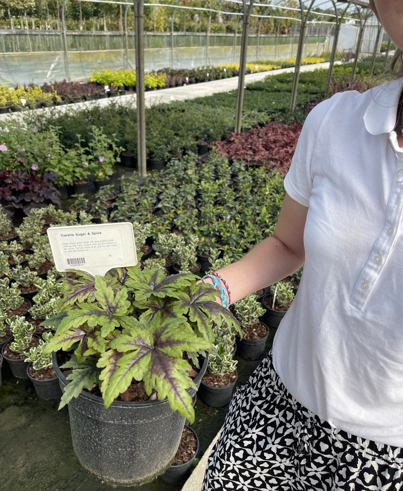 Tiarella Sugar And Spice 2 Litre Pot
