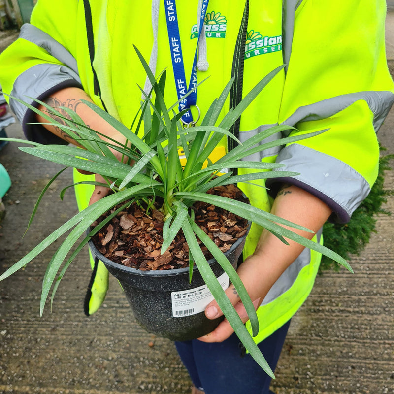 Agapanthus Blue Storm 3 Litre Pot