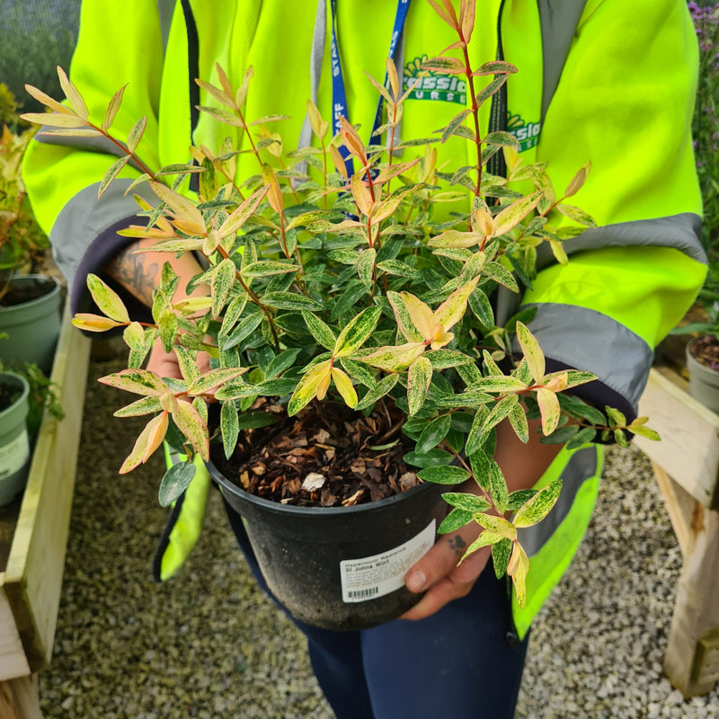 Hypericum Radiance 3 Litre Pot