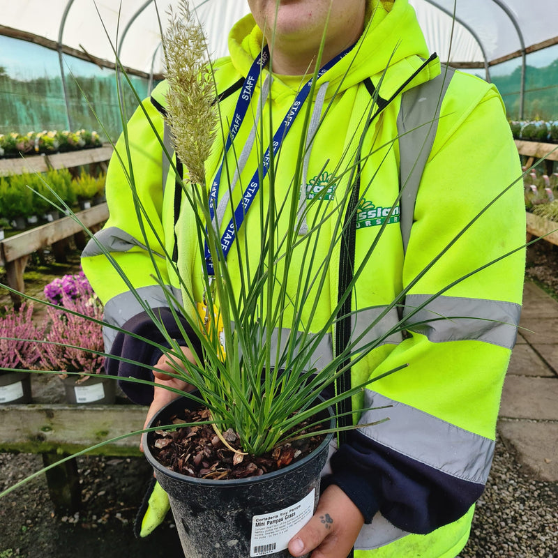 Cortaderia Tiny Pampa 3 Litre Pot