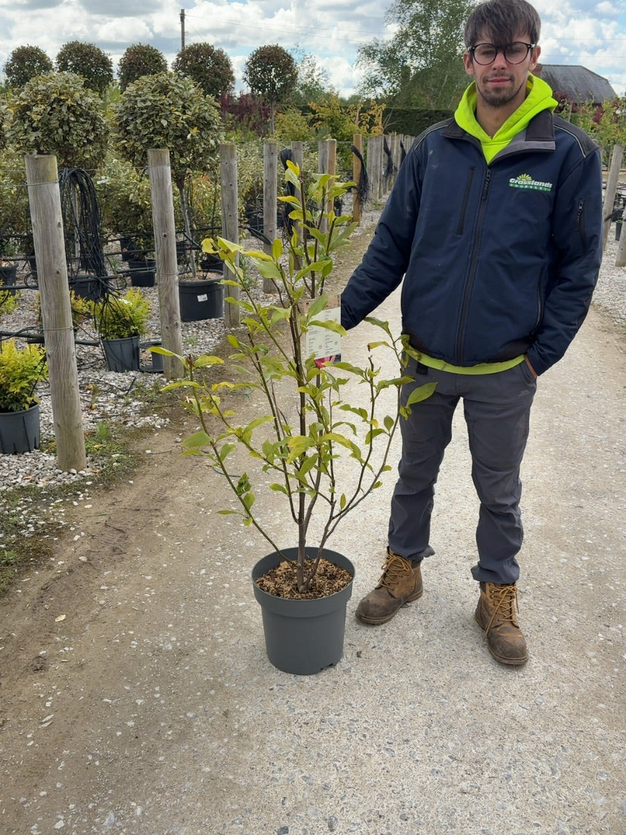 Magnolia Heaven Scent 12 Litre Pot 125/150cm