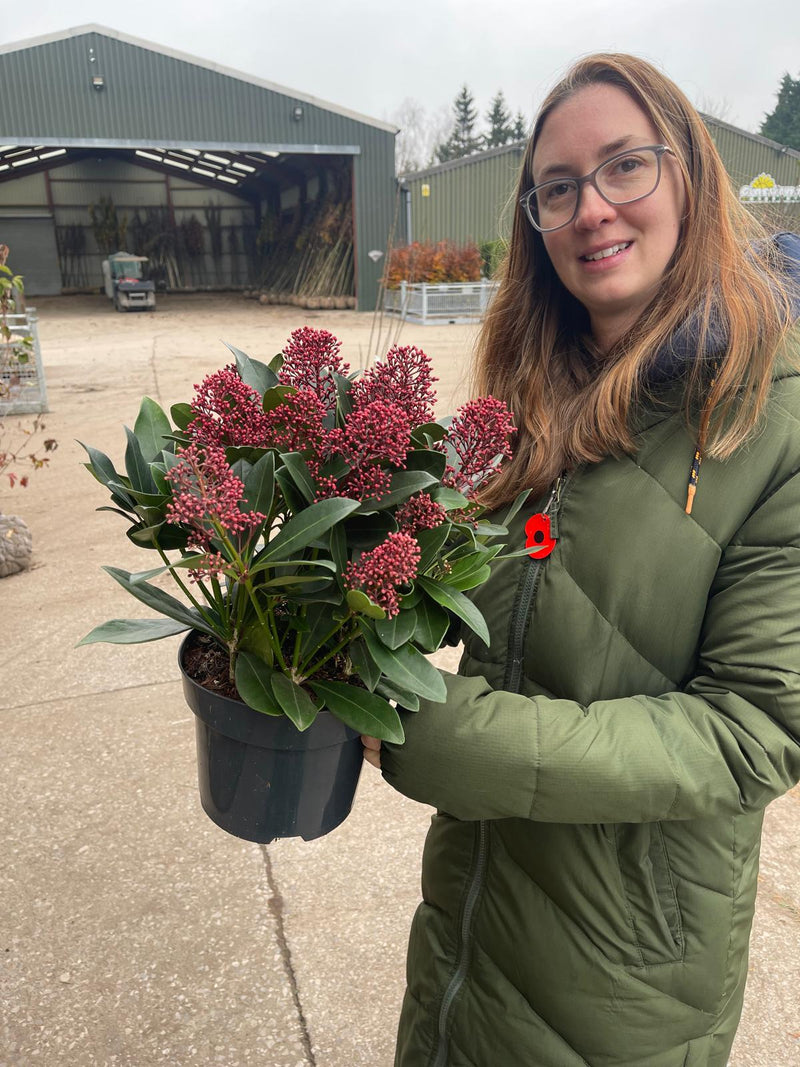 Skimmia Japonica Rubella 3 Litre Pot