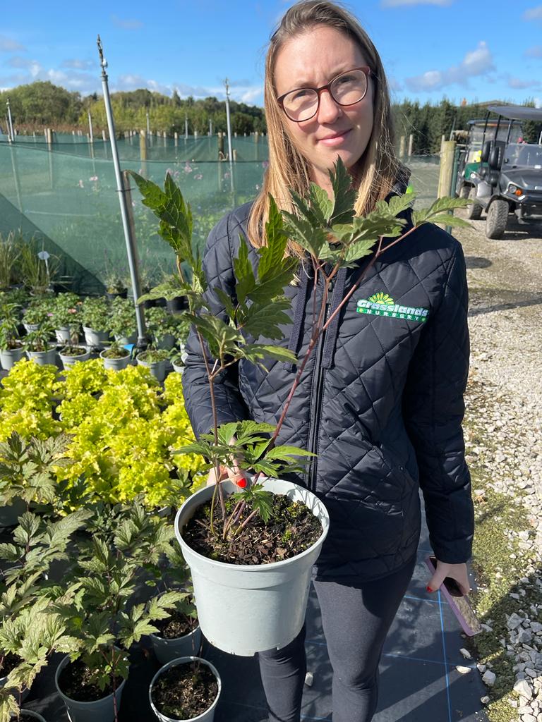 Actaea (Cimicifuga) simp Attropurpurea 3 Litre Pot