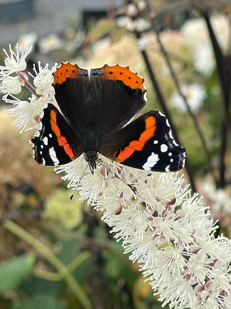 Actaea (Cimicifuga) simp Attropurpurea 3 Litre Pot