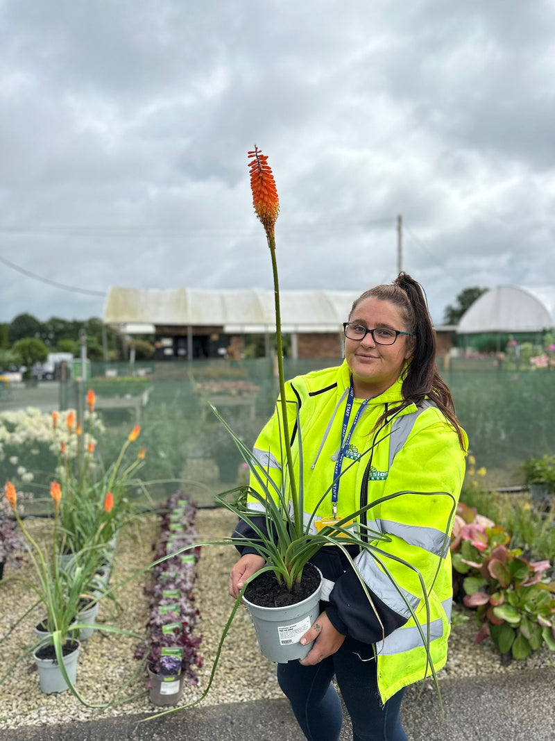Kniphofia Alcazar 3 Litre Pot