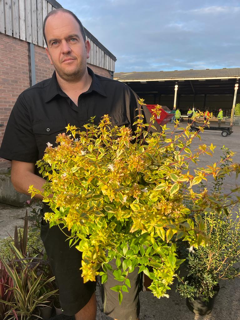 Abelia Kaleidoscope 7.5 Litre Pot
