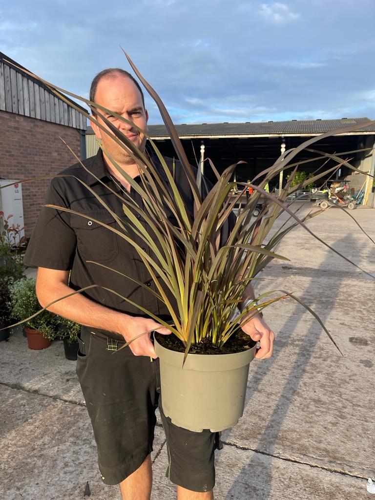 Phormium Tenax Bronze Baby 10 Litre Pot