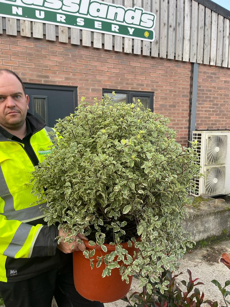 Pittosporum Tenuifolium Variegatum Ball 25 Litre Pot