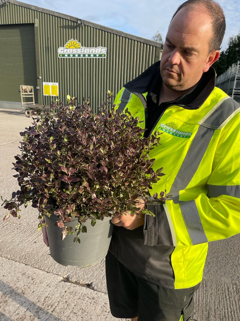 Pittosporum Ten. Tom Thumb 10 Litre Pot