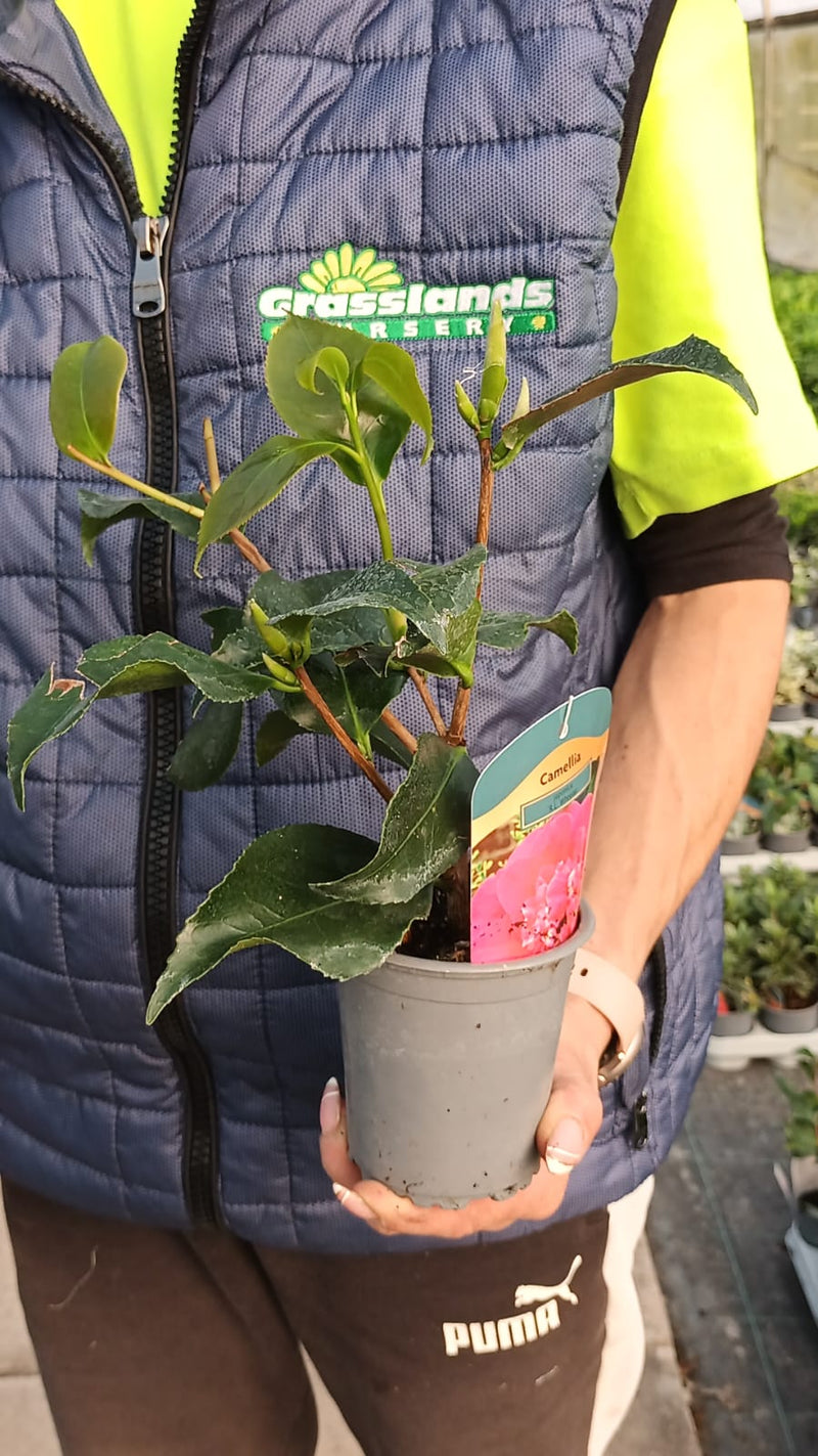 Camellia japonica R.L. Wheeler 9cm Pot