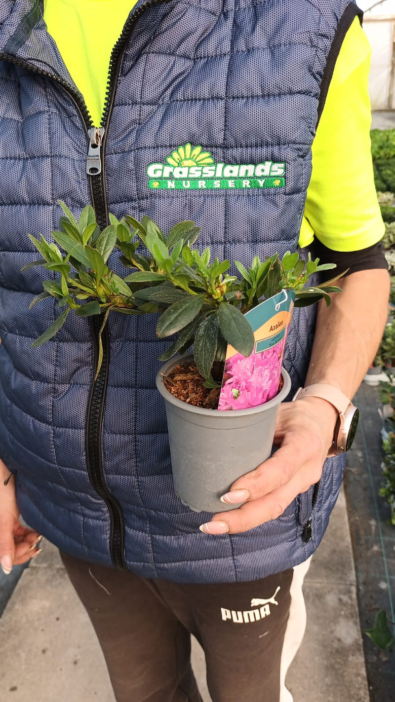 Azalea japonica Blue Danube 9cm Pot