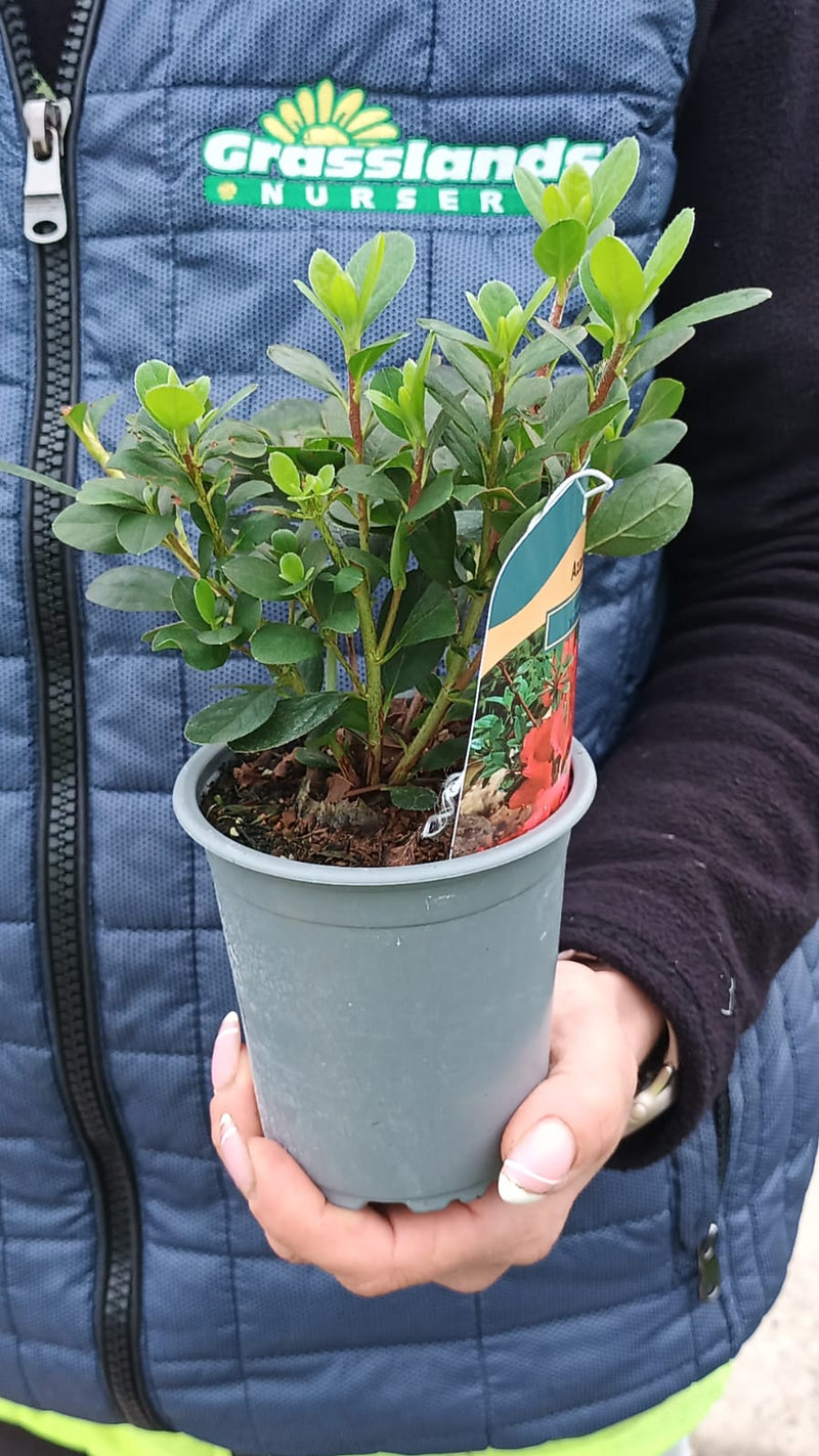 Azalea japonica Mothers Day 9cm Pot