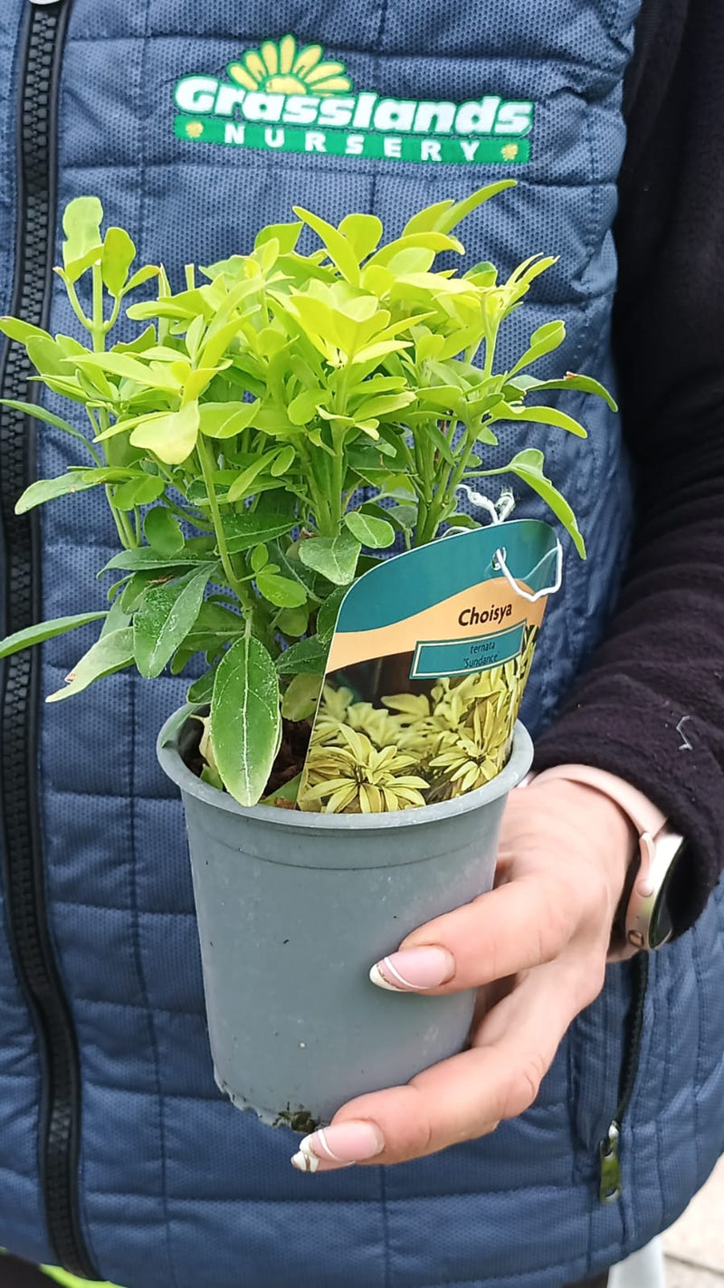 Choisya ternata Sundance 9cm Pot