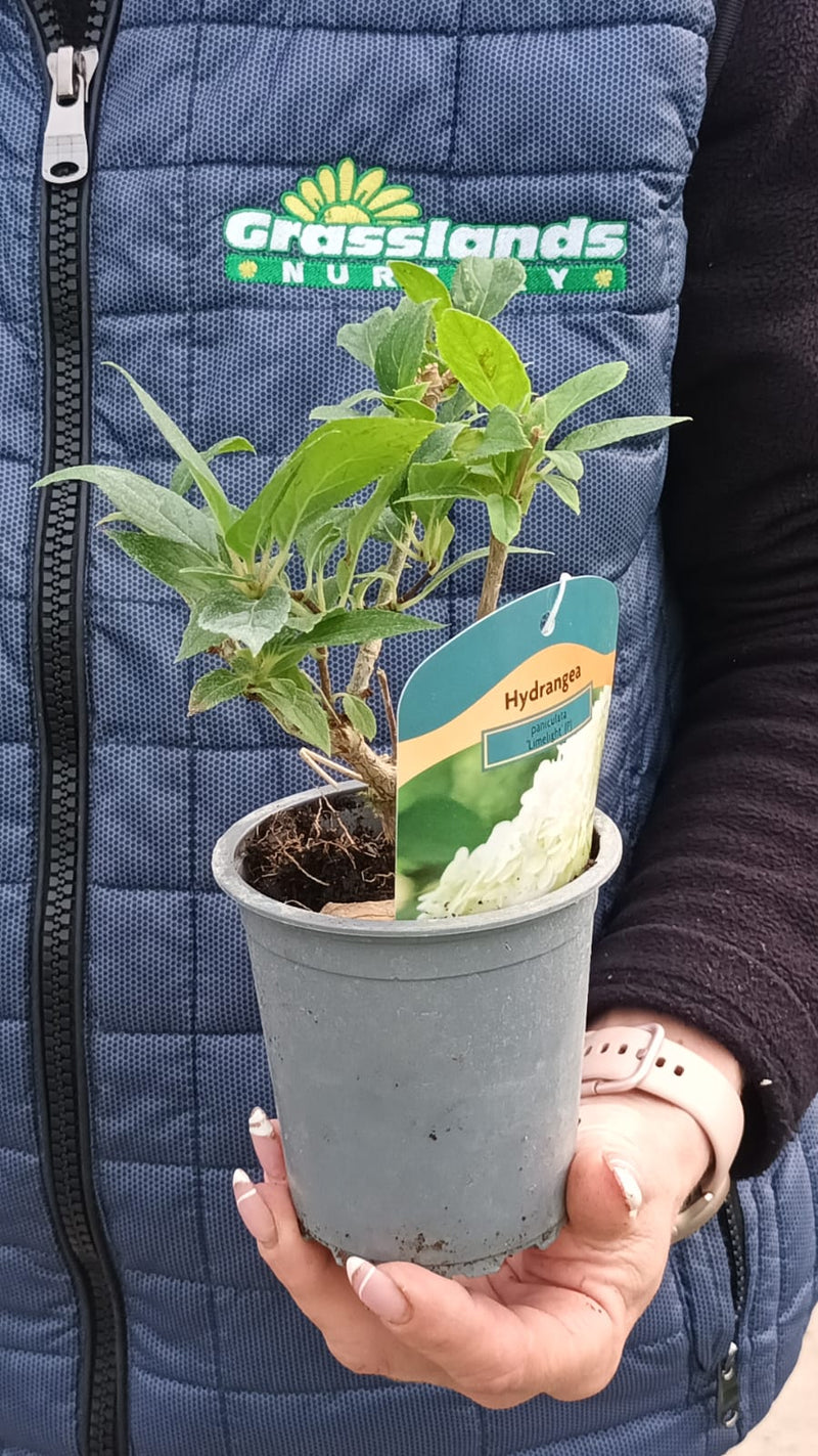 Hydrangea paniculata Limelight 9cm Pot