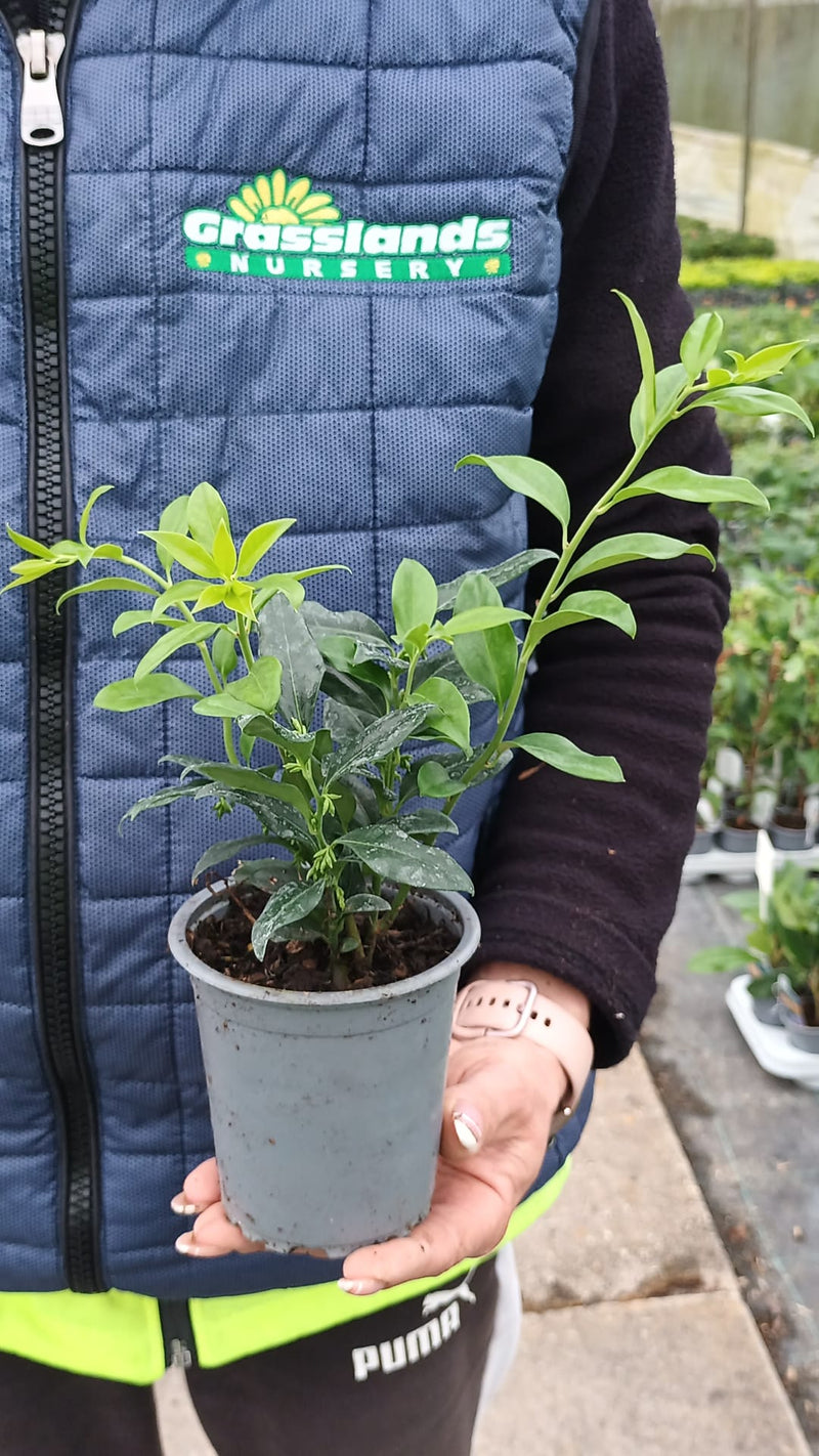 Sarcococca Confusa 9cm Pot