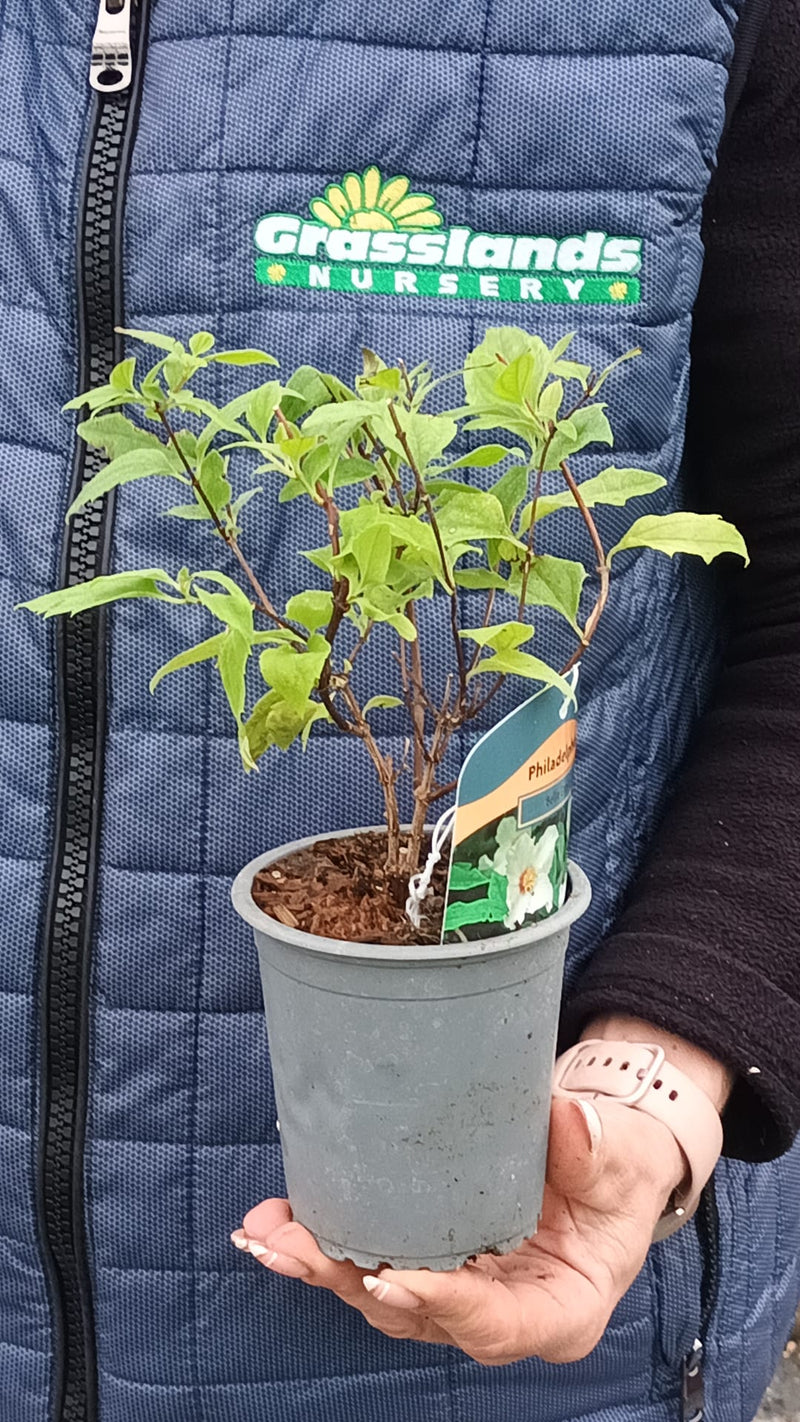 Philadelphus Belle Etoile 9cm Pot