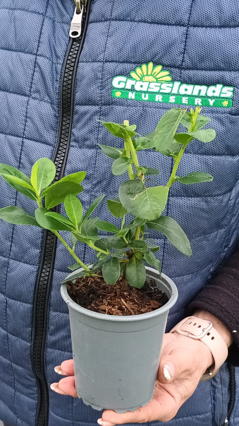 Escallonia Pink Elle 9cm Pot
