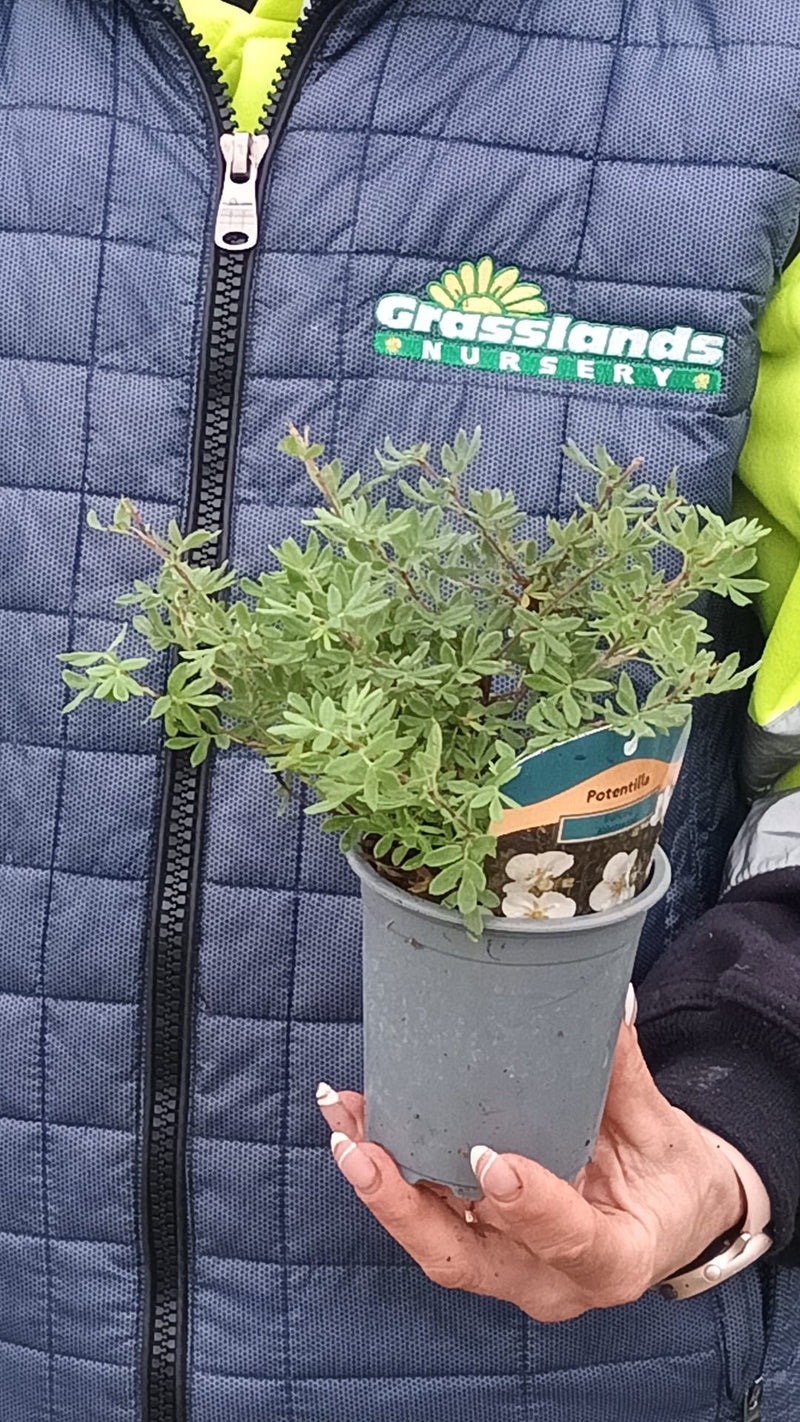 Potentilla fruticosa Abbotswood 9cm Pot