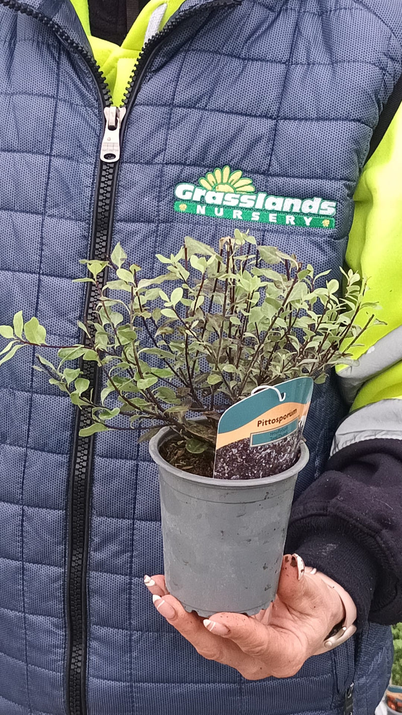 Pittosporum Ten. Tom Thumb 9cm Pot