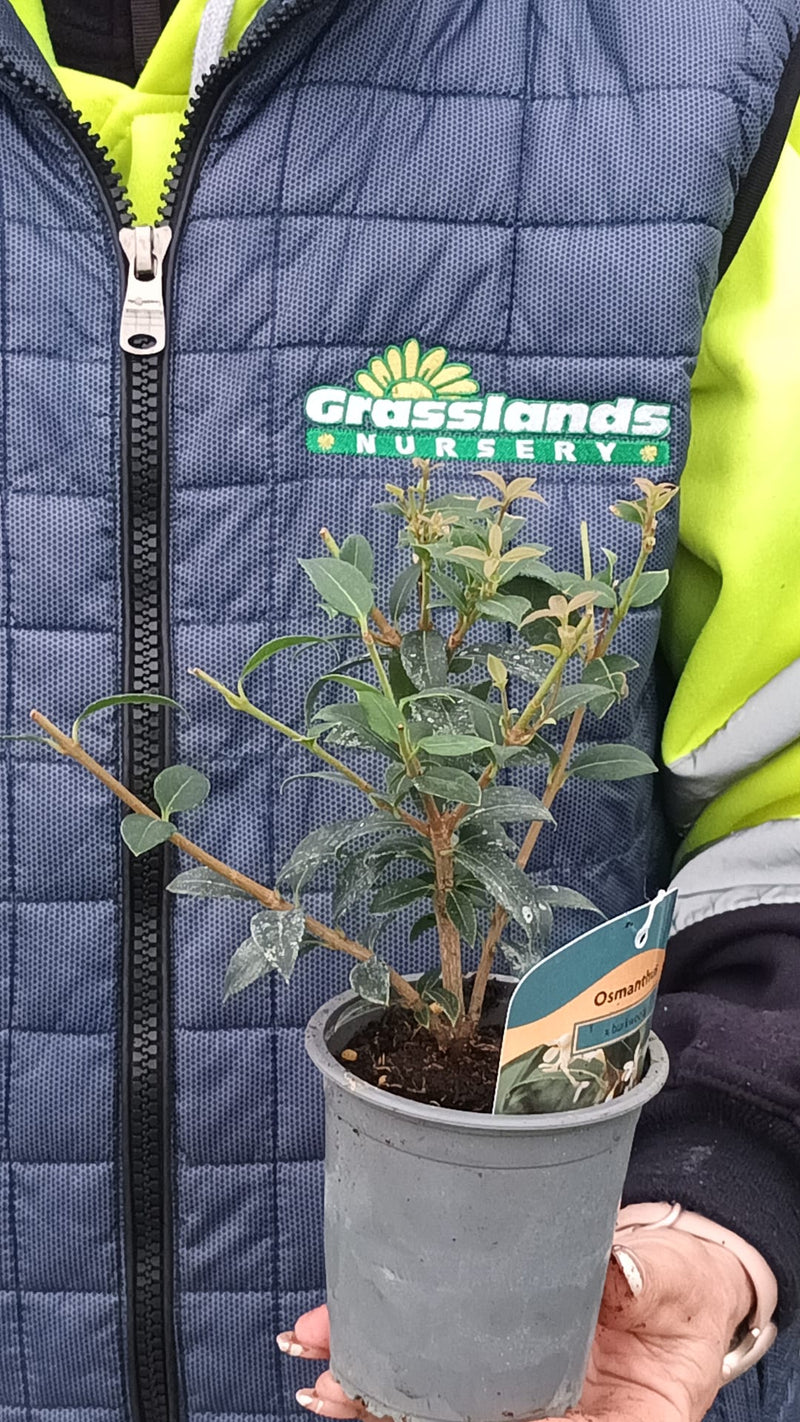 Osmanthus Burkwoodii 9cm Pot