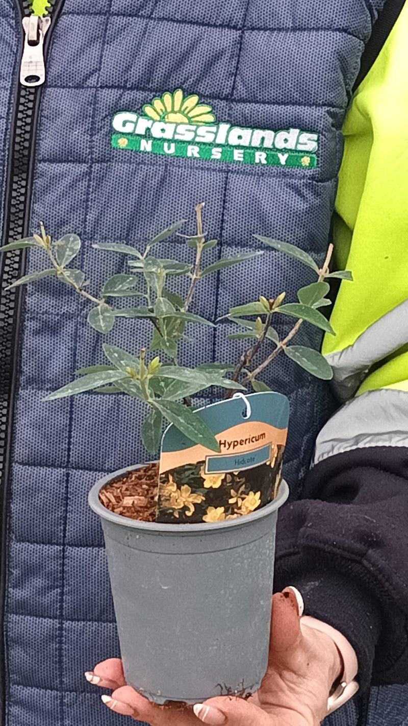Hypericum Hidcote 9cm Pot