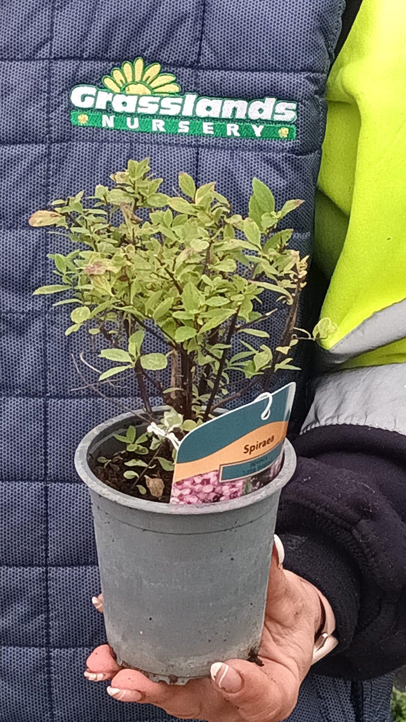 Spiraea japonica Little Princess 9cm Pot