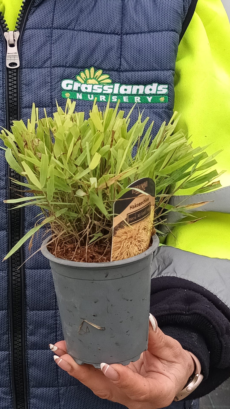 Hakonechloa macra All Gold 9cm Pot