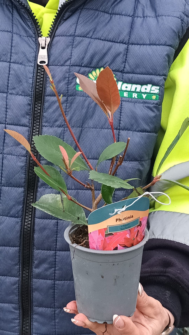 Photinia Red Robin 9cm Pot