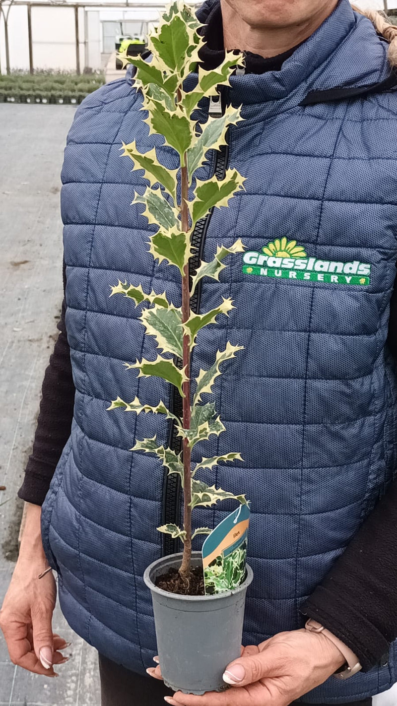 Ilex Argentea Marginata 9cm Pot