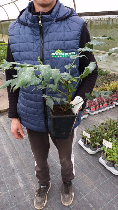 Mahonia Bealei 11cm Pot