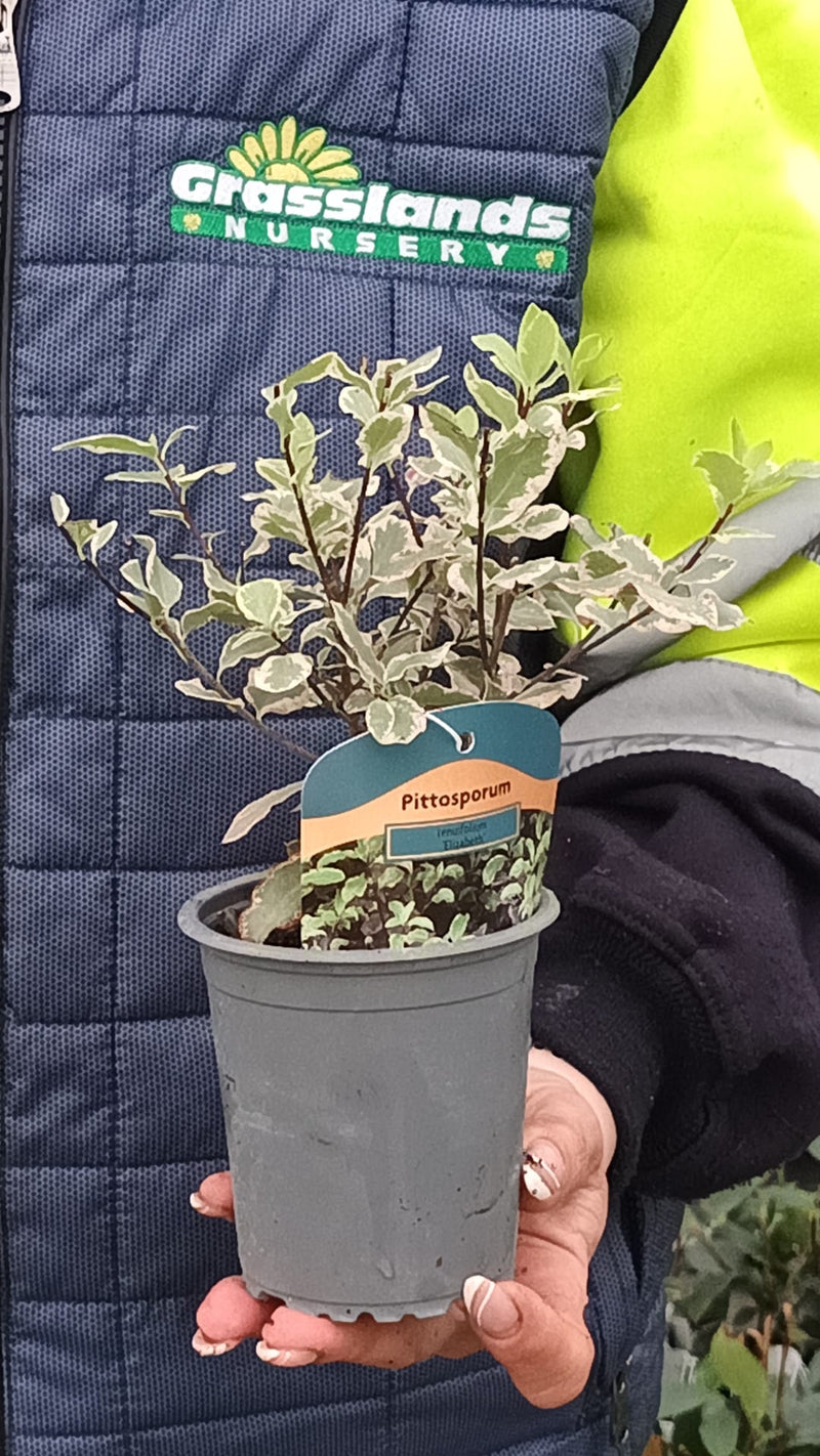 Pittosporum Tenuifolium Elizabeth 9cm Pot