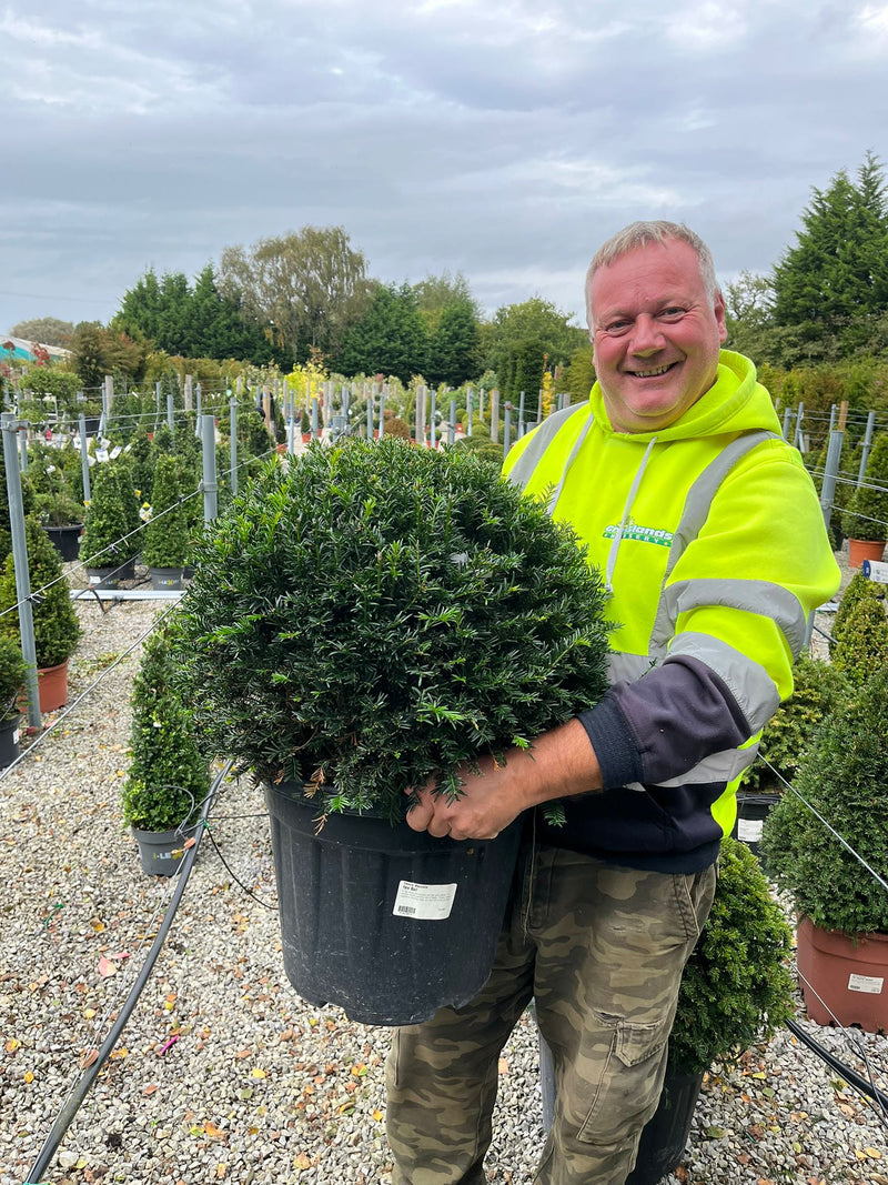 Yew Ball 25 Litre Pot Grown 50cm